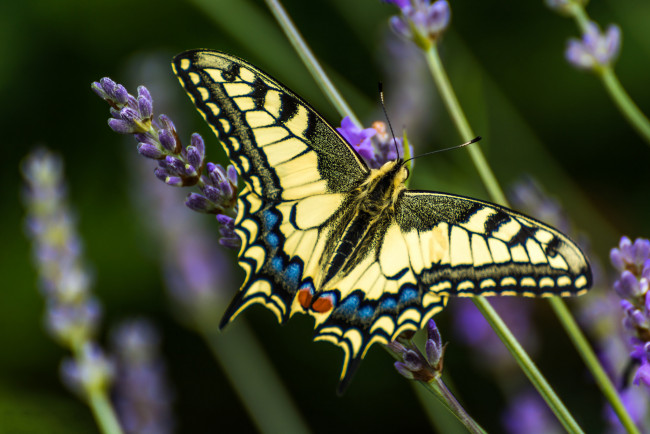 Обои картинки фото животные, бабочки,  мотыльки,  моли, бабочка