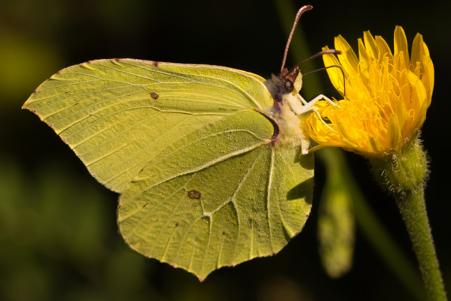 Обои картинки фото животные, бабочки,  мотыльки,  моли, бабочка