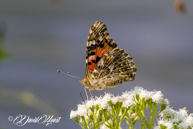 Обои картинки фото животные, бабочки,  мотыльки,  моли, бабочка