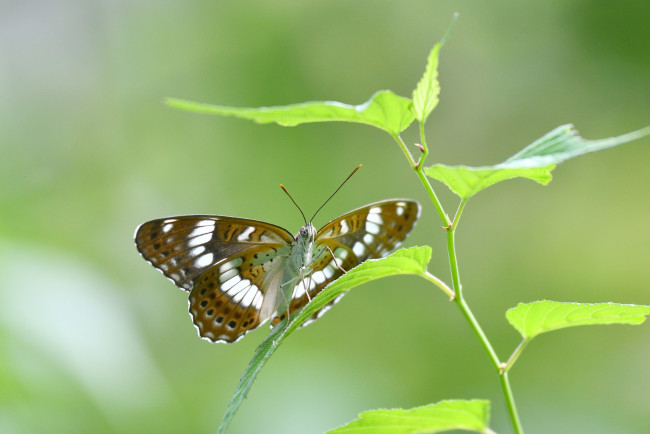 Обои картинки фото животные, бабочки,  мотыльки,  моли, бабочка