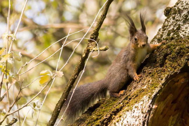 Обои картинки фото животные, белки, белка