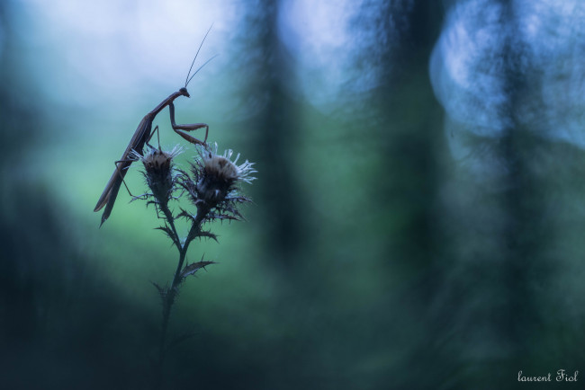 Обои картинки фото животные, богомолы, макро