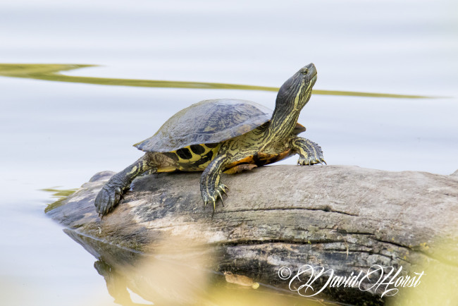 Обои картинки фото животные, Черепахи, черепаха