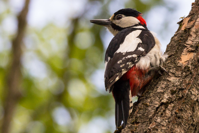 Обои картинки фото животные, дятлы, дятел