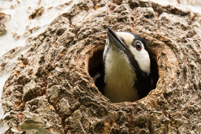 Обои картинки фото животные, дятлы, дятел