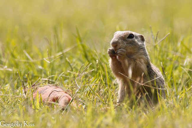 Обои картинки фото животные, хорьки,  куницы,  горностаи,  ласки,  соболи, зверёк