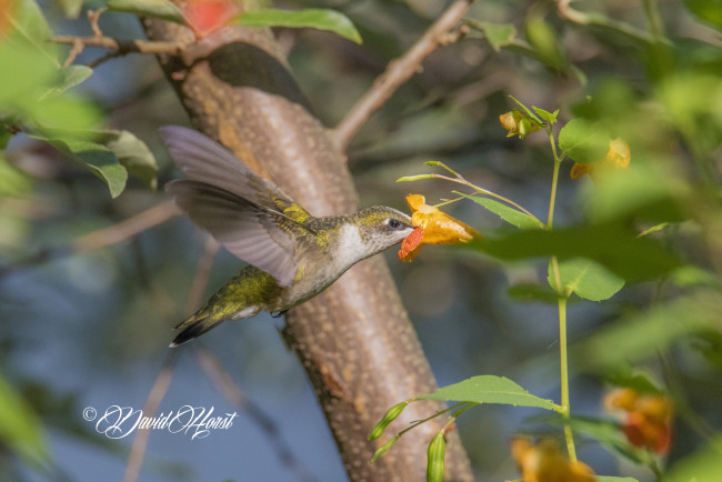 Обои картинки фото животные, колибри