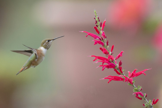 Обои картинки фото животные, колибри, птичка