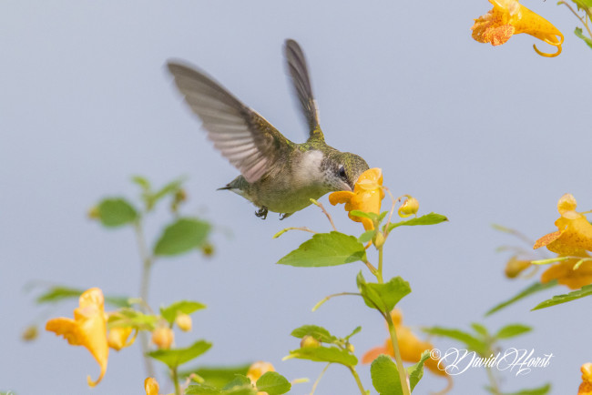 Обои картинки фото животные, колибри, птичка