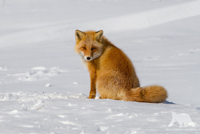 Обои картинки фото животные, лисы, лиса