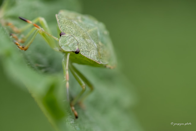 Обои картинки фото животные, насекомые, клоп