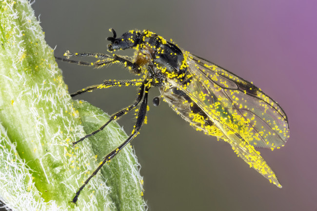 Обои картинки фото животные, насекомые, мошка