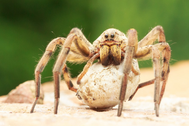 Обои картинки фото животные, пауки, паук