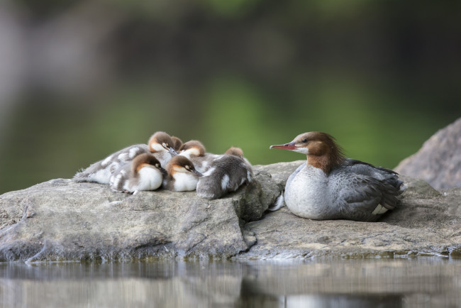 Обои картинки фото животные, птицы, перья, птица, окрас, клюв