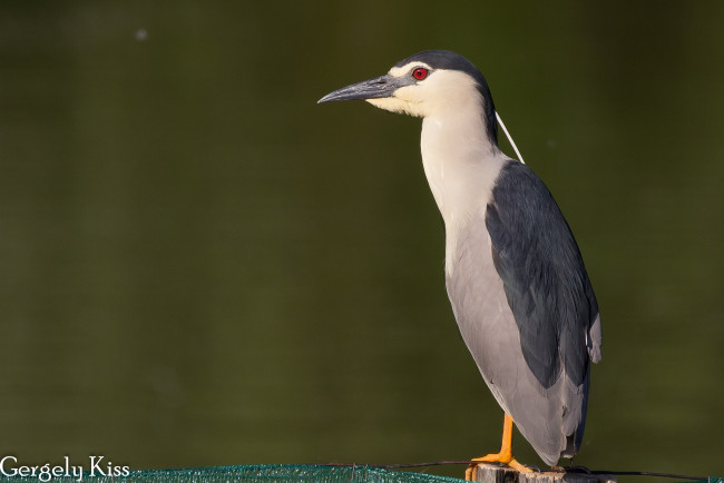 Обои картинки фото животные, птицы, птица