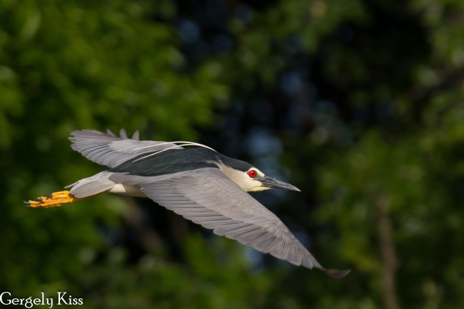 Обои картинки фото животные, птицы, птица