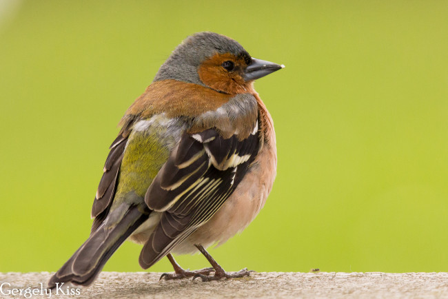 Обои картинки фото животные, птицы, птица