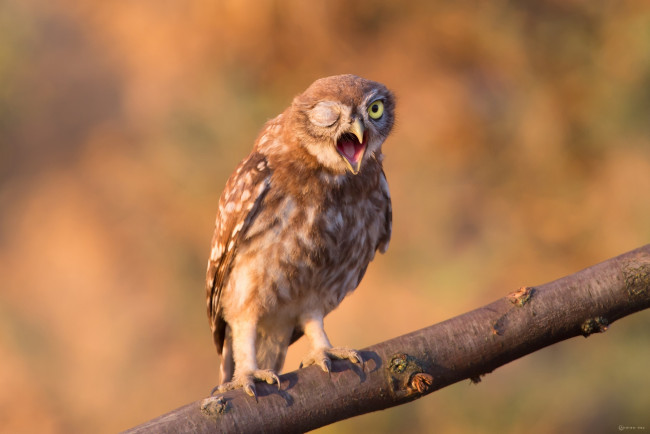 Обои картинки фото животные, совы, птица, окрас, перья, сова