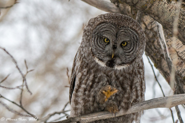 Обои картинки фото животные, совы, сова