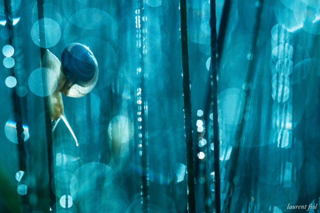 Обои картинки фото животные, улитки, макро