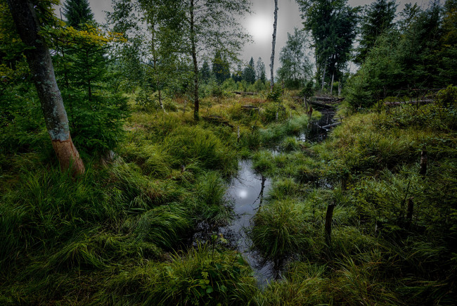 Обои картинки фото природа, лес, простор