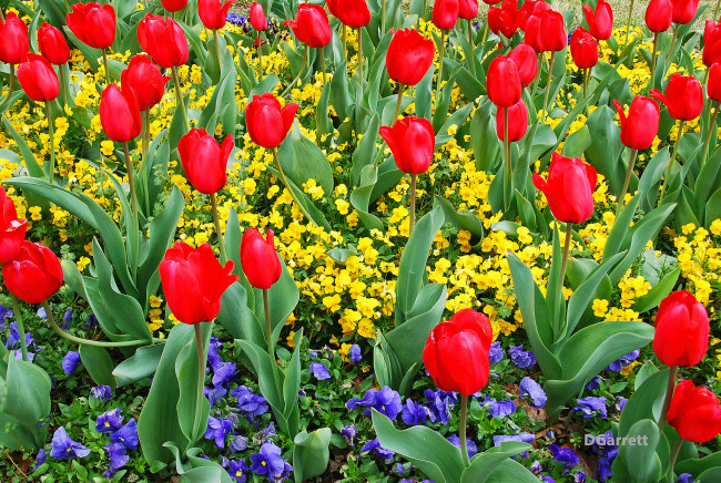 Обои картинки фото цветы, разные вместе, клумба