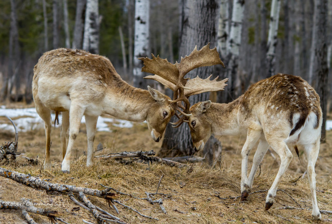 Обои картинки фото животные, олени