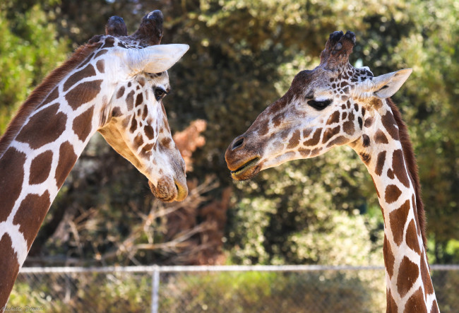 Обои картинки фото животные, жирафы