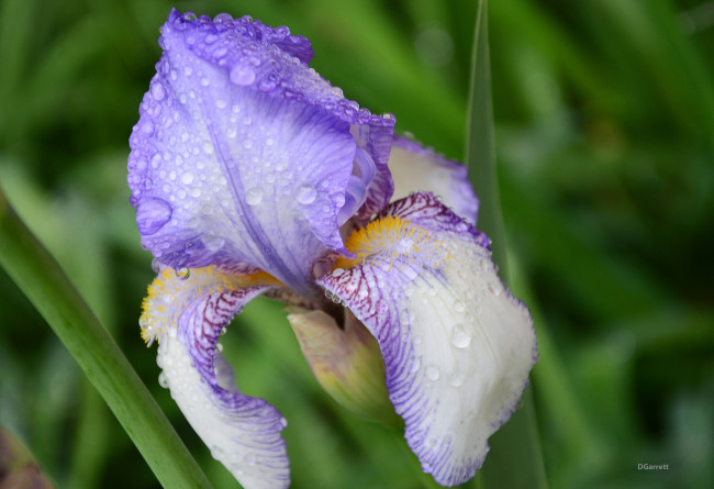 Обои картинки фото цветы, ирисы, ирис