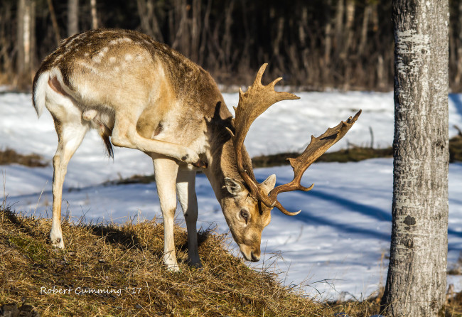 Обои картинки фото животные, олени, олень