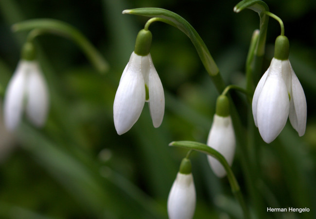 Обои картинки фото цветы, подснежники,  белоцветники,  пролески
