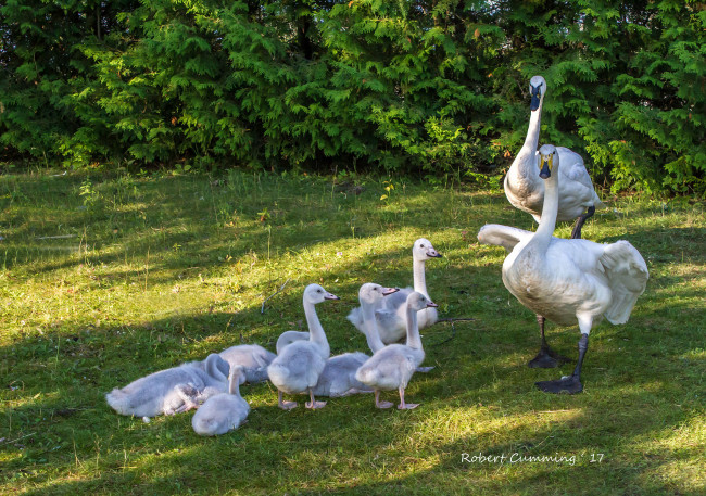 Обои картинки фото животные, лебеди