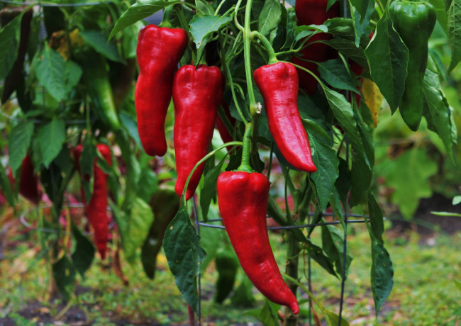 Обои картинки фото природа, плоды, перец