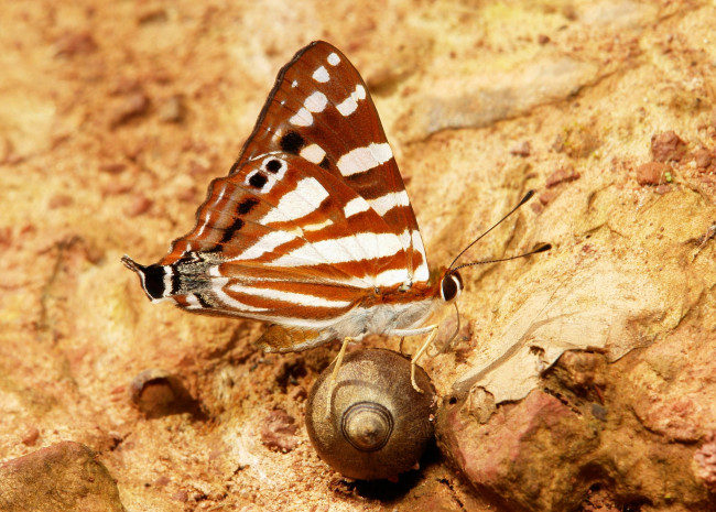 Обои картинки фото животные, бабочки,  мотыльки,  моли, бабочка