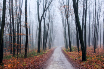 Картинка природа дороги деревья лес