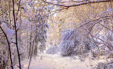 Картинка природа зима простор