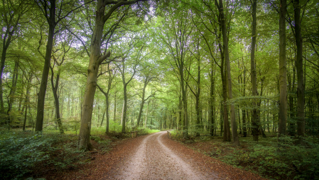 Обои картинки фото природа, дороги, дорога, лес
