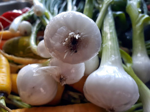 обоя еда, лук