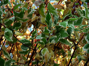 Картинка природа листья