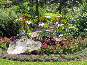 Картинка природа парк клумба