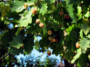 Картинка природа шишки +жёлуди +каштаны желуди