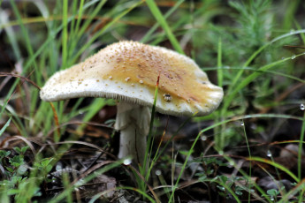 Картинка природа грибы шляпка