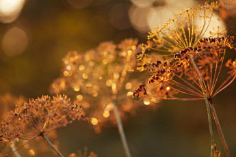 Картинка природа макро семена укроп зонтики