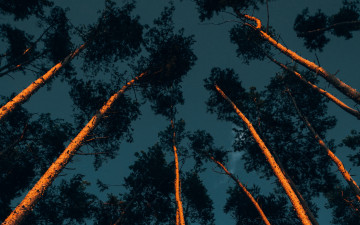 Картинка природа деревья стволы сосны