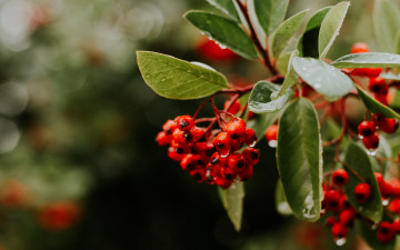 Картинка природа ягоды красные капли ветка