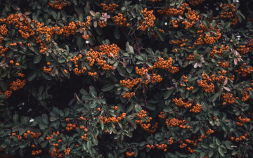 Картинка природа ягоды куст