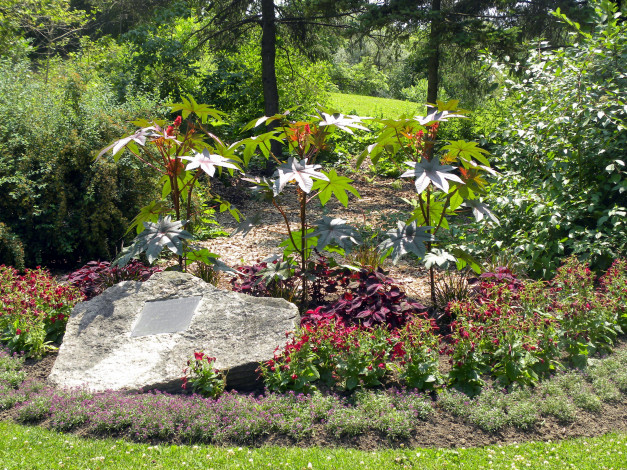 Обои картинки фото природа, парк, клумба