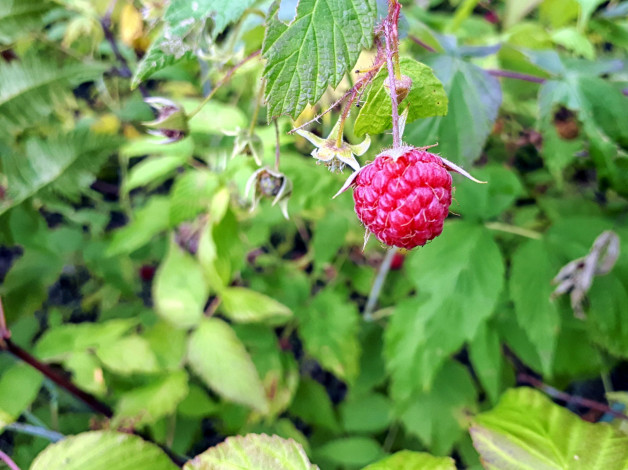 Обои картинки фото природа, ягоды, ежевика