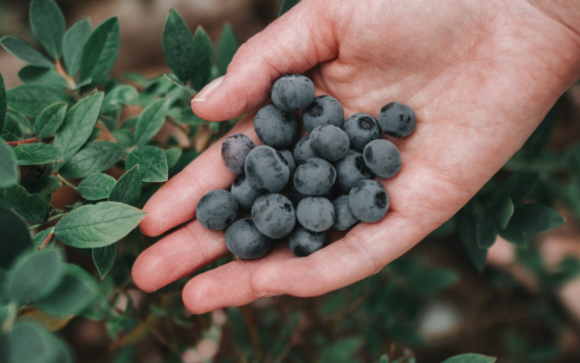 Обои картинки фото еда, голубика,  черника, ягоды, черника, ладонь