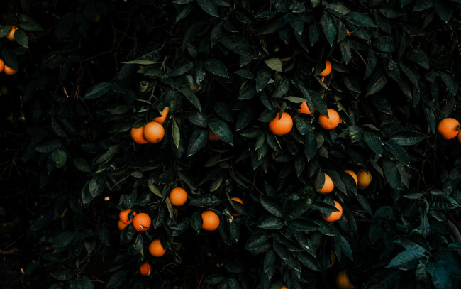 Обои картинки фото природа, плоды, мандарины